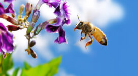 Bee on Flower Widescreen968944252 272x150 - Bee on Flower Widescreen - Widescreen, flower, Arctic